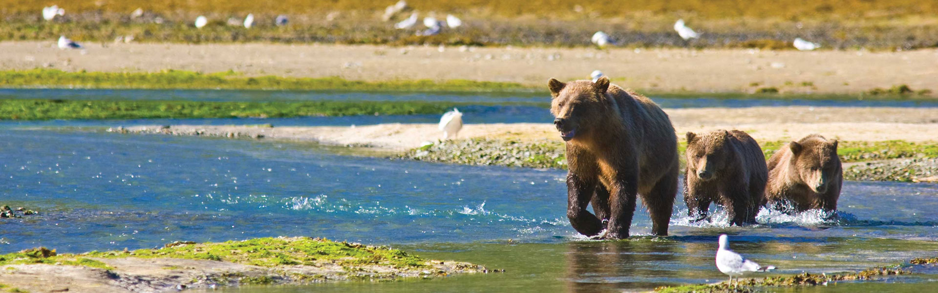 Whale Watching Alaska | Bear Viewing Alaska - Wildlife Tours