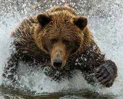 Not Too Close! Wild Alaskan Bears, Whales and Moose