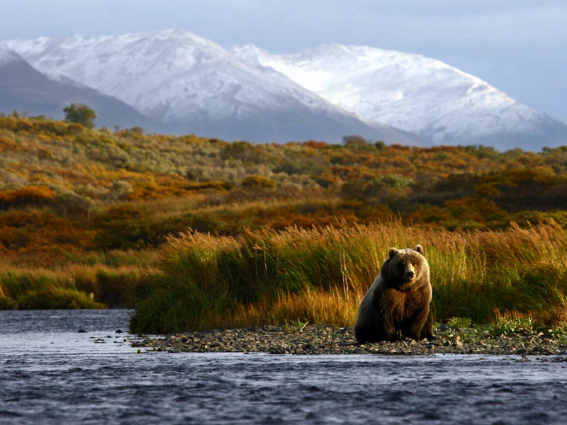 Alaska Train Tours | Denali National Park