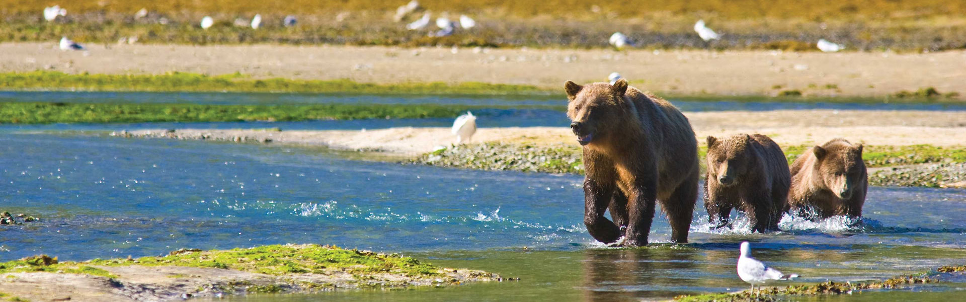 Katmai National Park | Alaska Bear Viewing Excursions