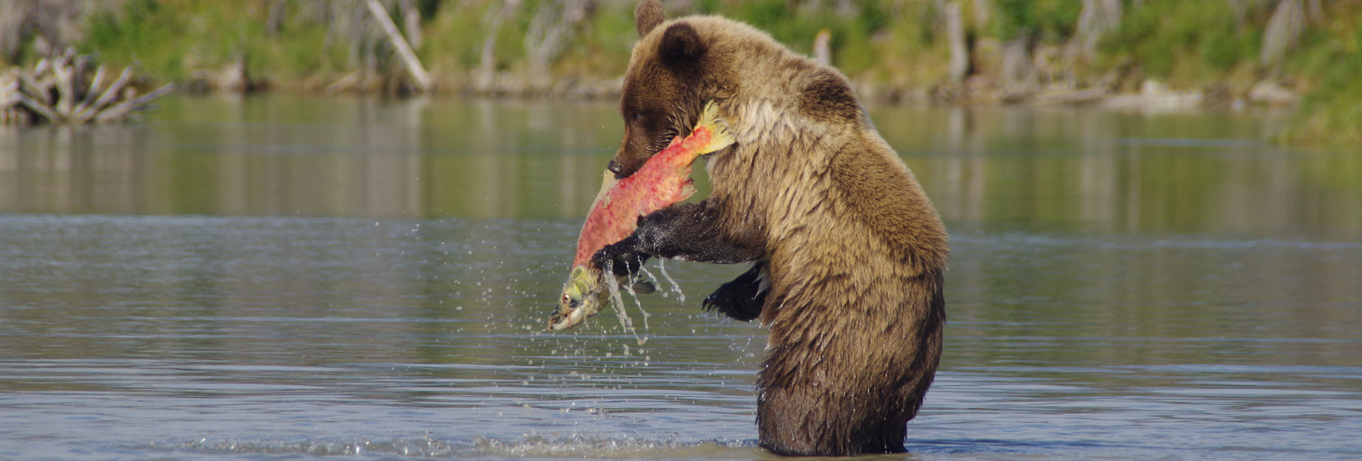 Kenai Alaska Tours | Kenai Fishing Packages
