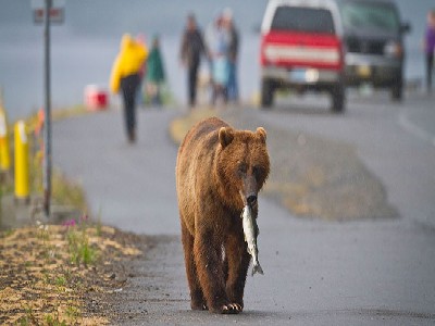 Alaska Road Trips A Grizzly bear carrying a fish on a road in Alaska