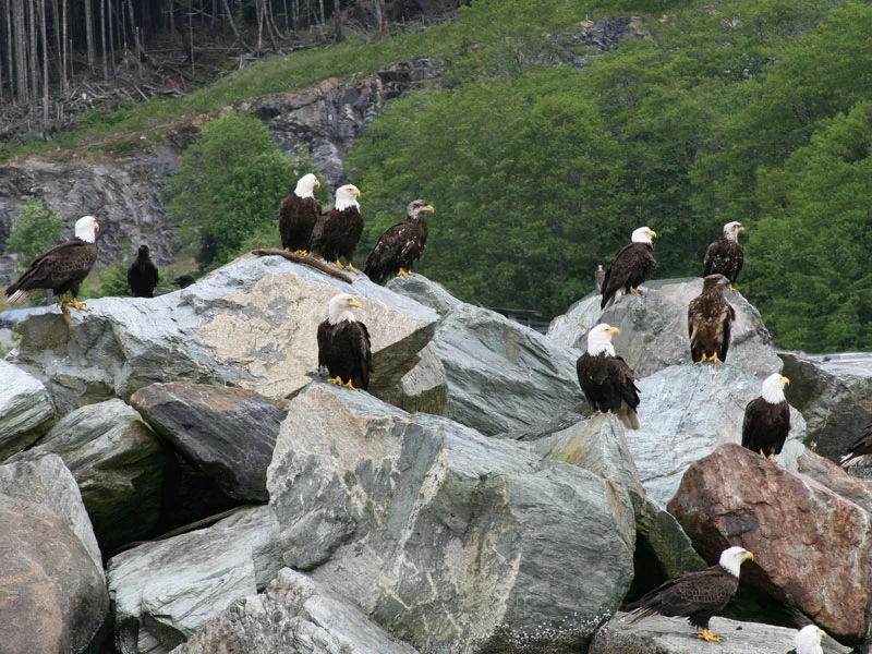 Small Ship Cruises Alaska | Northern Passage & Glacier Bay