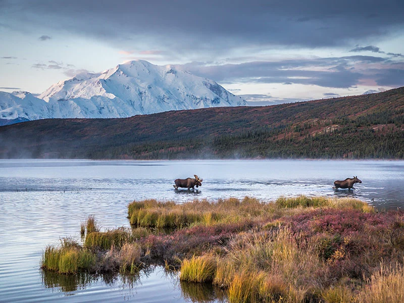 Alaska Stillpoint Lodge with Denali by Train | Denali National Park with Moose