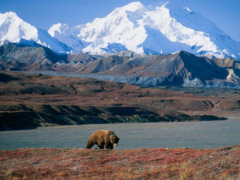 Alaska Trains Glaciers & Denali | Grizzly Bear Denali National Park