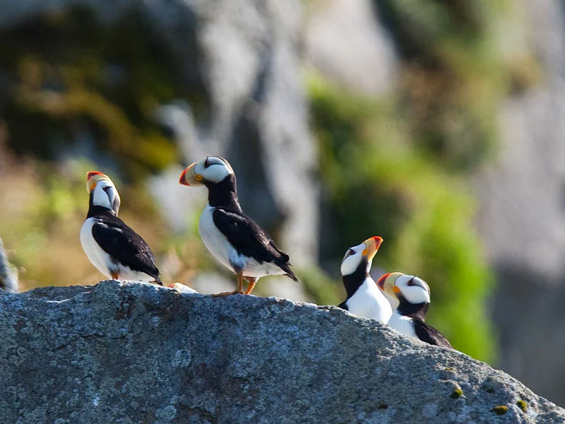 Alaska’s Mountains, Glaciers & Wildlife | Kenai Fjords National Park Cruise