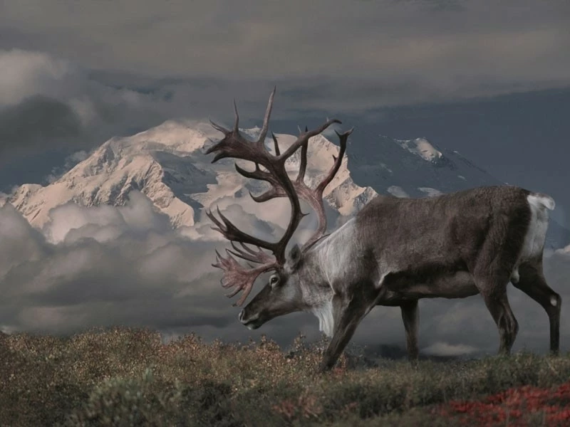 Alaska’s Mountains, Glaciers & Wildlife | Denali National Park Backcountry Tour Caribou