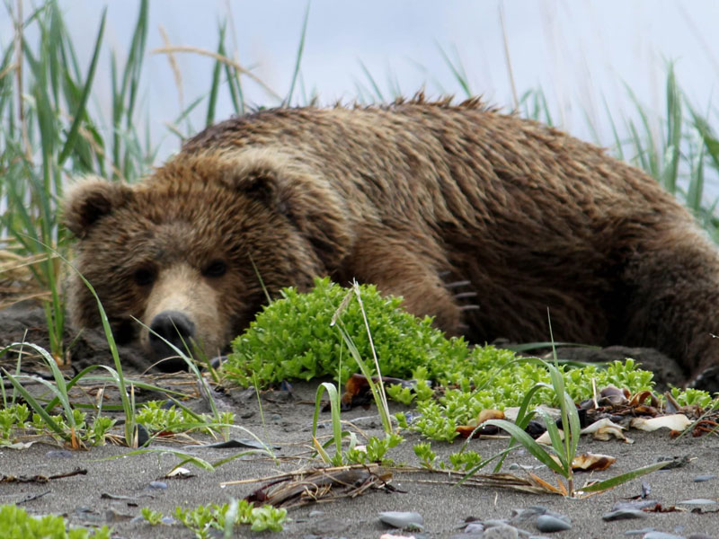 Anchorage Day Trips | Chinitna Bay Bear Viewing Flight Safari