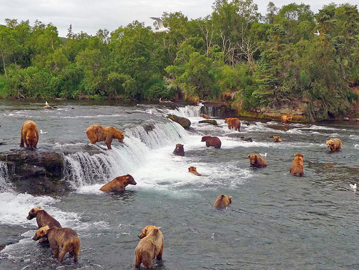 One of the oldest – and most beloved – bears at Katmai National Park  finally returns to Brooks Falls - Alaska Public Media