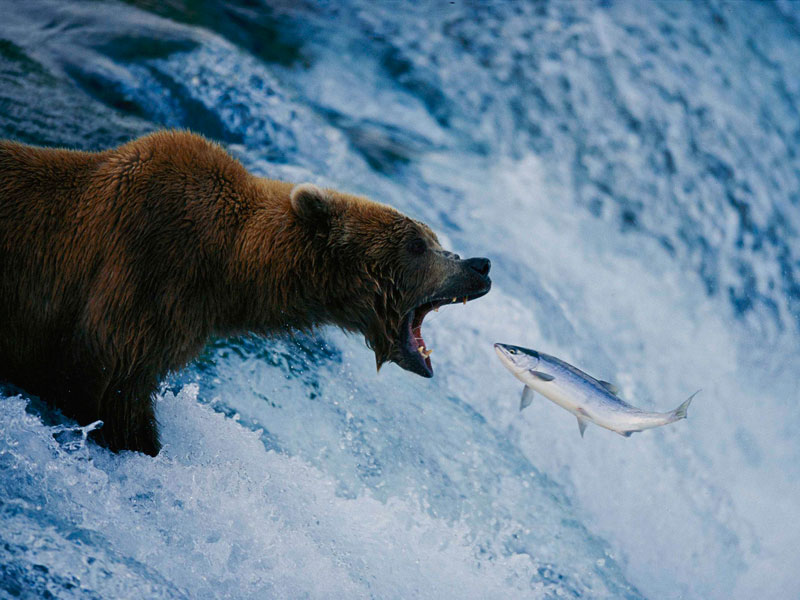 Anchorage Day Trips | Katmai National Park Bear Viewing Flight Safari