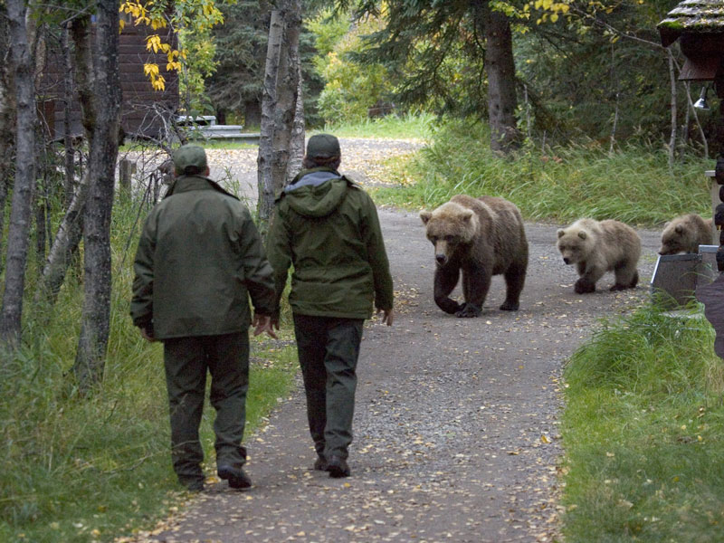 Anchorage Day Trips | Katmai National Park Bear Viewing Flight Safari