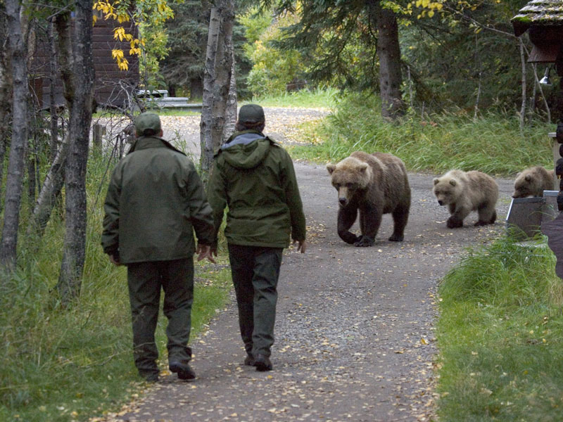 Alaska Bear Viewing Tours, The Best Tours in Alaska