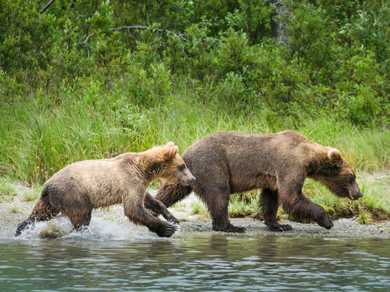 Anchorage Day Trips | Lake Clark National Park Bear Viewing 