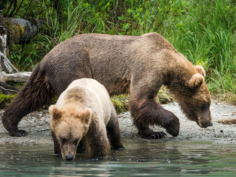 Anchorage Day Trips | Redoubt Bay Bear Viewing Safari
