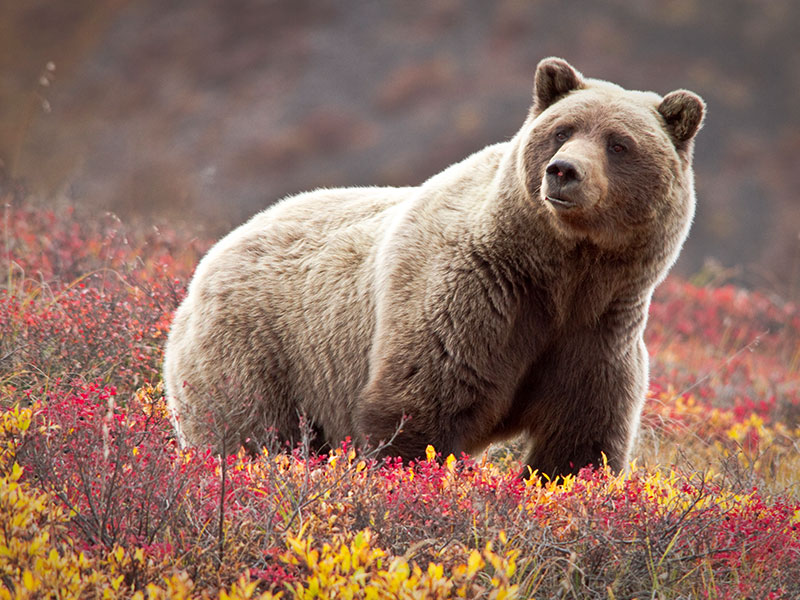 Best of Alaska Rail, Bears & Glaciers | Grizzly Bear in Denali National Park
