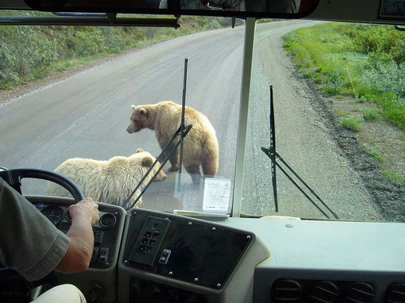 Denali Alaska Railroad Highlights | Denali National Park Backcountry Tour