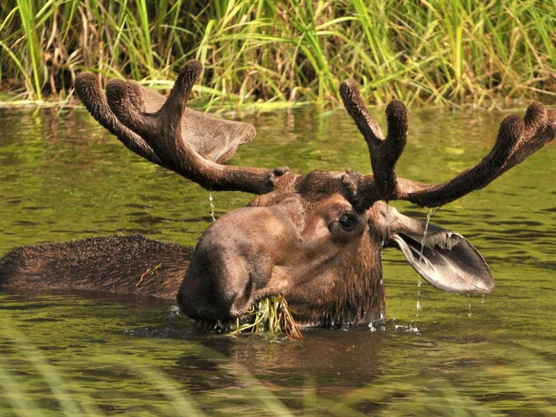 Denali Kenai Alaska Train Explorer Tour | Moose