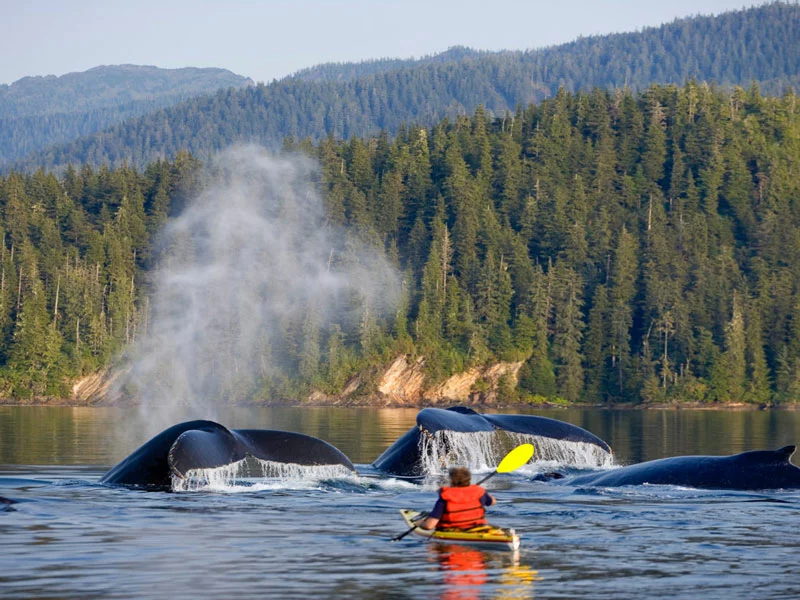 Favorite Bay Lodge | Alaska Wilderness Lodge