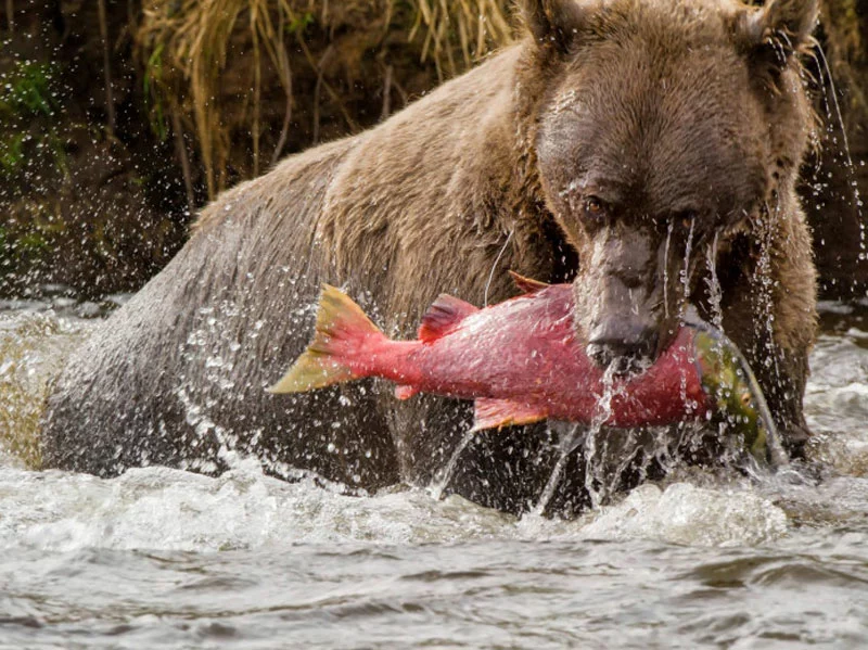 Favorite Bay Lodge | Alaska Wilderness Lodge