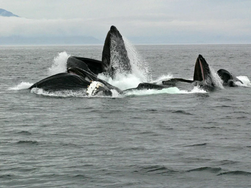 Glacier Bay Alaska Vacation Packages