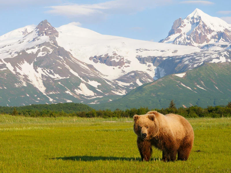 Grand Alaska Rail Cruise Connector | Optional Redoubt Bay Bear Viewing