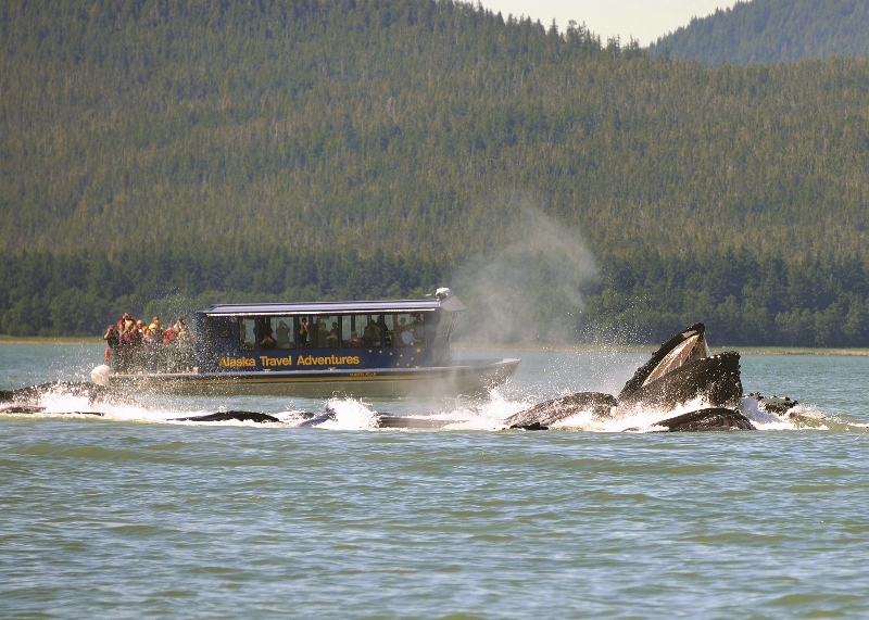 Juneau Shore Excursion | Whale Watching Adventure