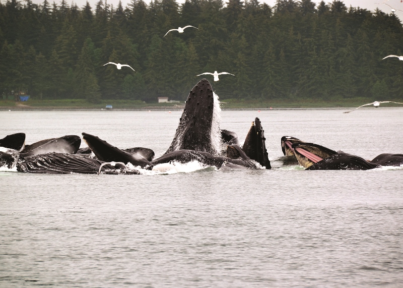 Juneau Shore Excursion | Whale Watching Adventure
