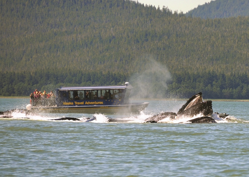  Juneau Shore Excursion | Whale Watching and King Crab Station