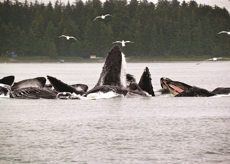  Juneau Shore Excursion | Whale Watching and King Crab Station