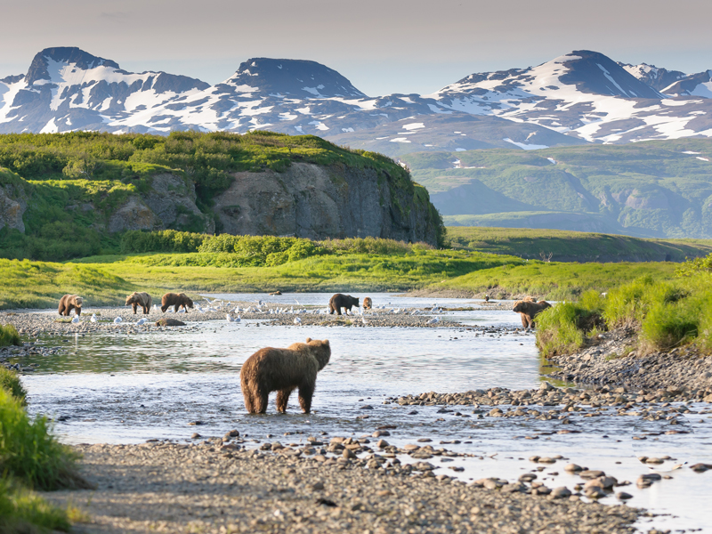 Alaska Rail Vacation | Fly-In Bear Viewing