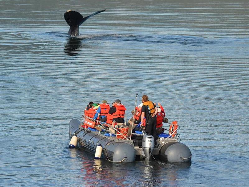 Small Ship Cruises Alaska | Alaska Glacier Bay & Island Adventure