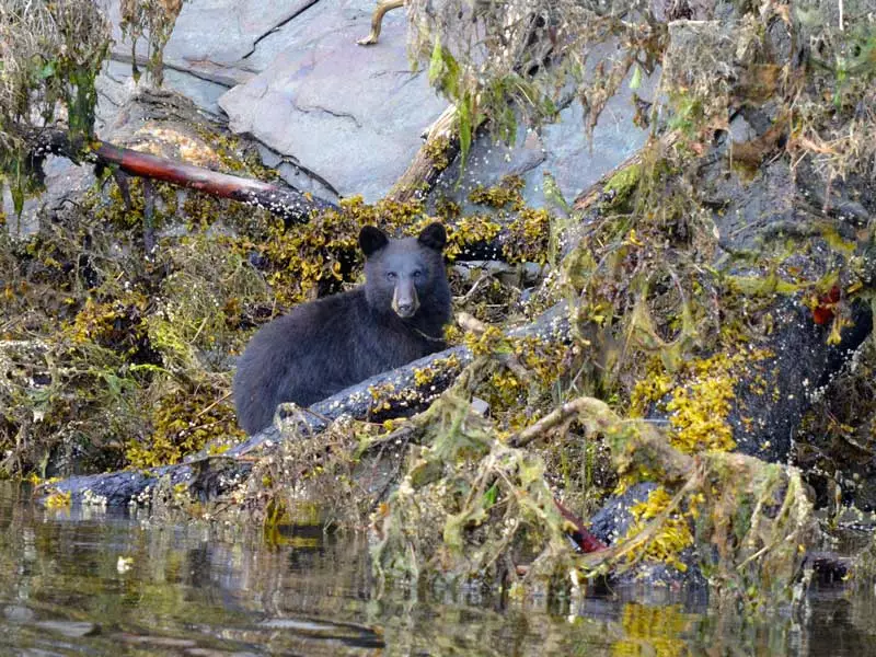 Small Ship Cruises Alaska | Alaska’s Inside Passage Sojourn