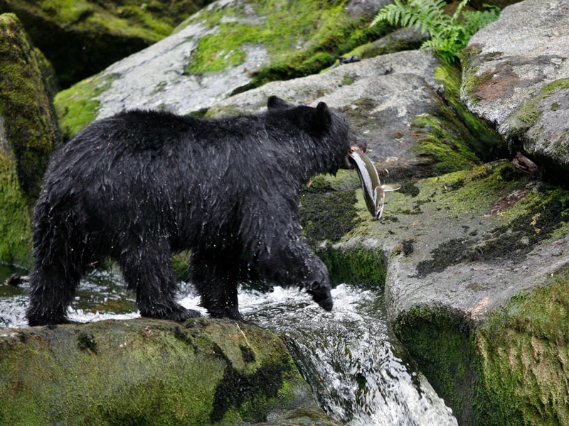 Alaska Wilderness Lodges | The Lodge at Whale Pass