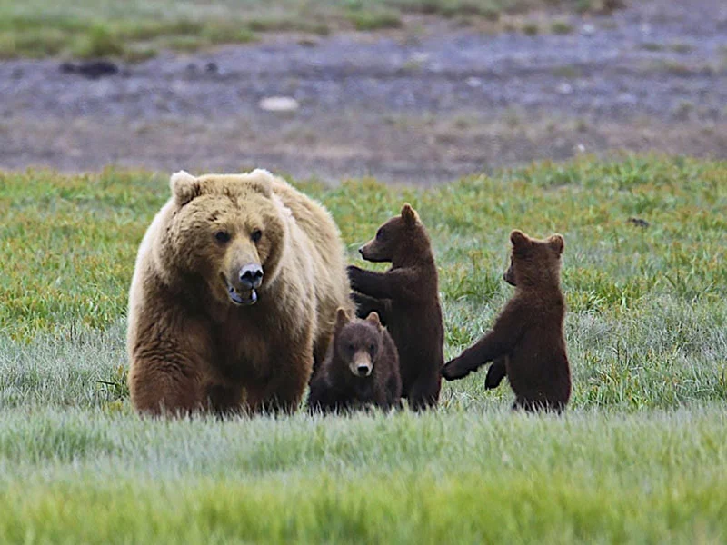 Alaska Luxury Wilderness Lodges | Tordrillo Mountain Lodge Alaska Brown Bears