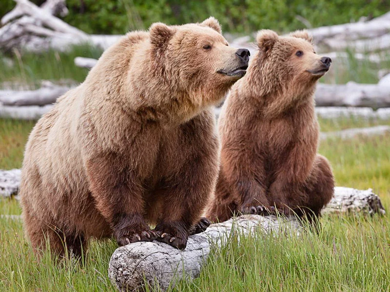 Alaska Remote Wilderness Lodges | Tutka Bay Lodge Alaska Brown Bear Viewing Kenai Peninsula